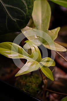 Two yellow variegated leaves in close up.