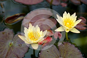 Two yellow water lily flowers in bloom with pads