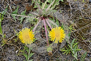 Two yellow wild dandelion flowers with green leaves