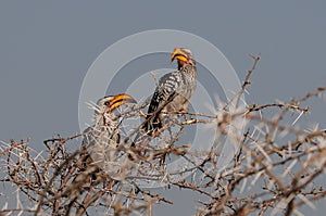 Two yellowbilled hornbill sit in the tree, etosha nationalpark, namibia