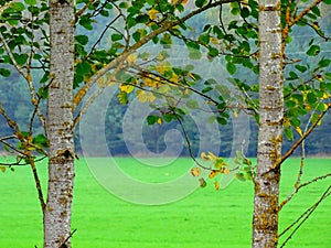 Two yellowing aspens on the background of a green field and forest