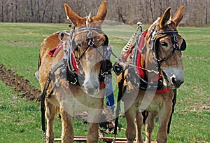 Two yoked mules plowing Springtime