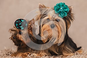 Two yorkie buddies laying next to each