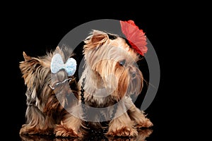 two yorkie dog brothers wearing bow and flower and looking to side