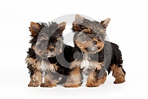 Two Yorkie puppies