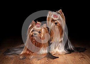 Two yorkie puppies on wooden texture