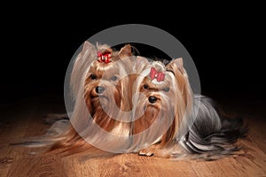 Two yorkie puppies on wooden texture