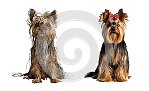 Two Yorkie Terrier dogs next to each other, one shaggy with dirty matted hair, the other neatly trimmed and combed photo