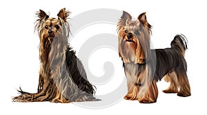 Two Yorkie Terrier dogs next to each other, one shaggy with dirty matted hair, the other neatly trimmed and combed photo