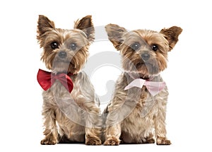 Two yorkshire with bow tie sitting, isolated