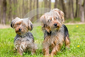 Two Yorkshire Terrier mixed breed dogs standing outdoors