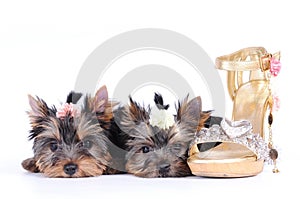 Two yorkshire terrier puppies