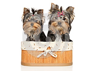 Two Yorkshire Terrier puppies in basket