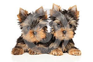 Two Yorkshire Terrier Puppies lie