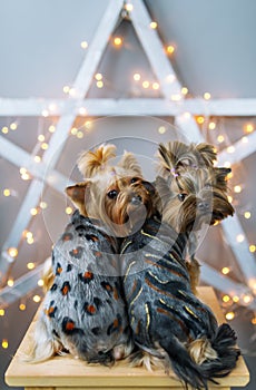 Two yorkshire terrier sits on a chair in studio with garland.