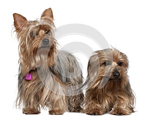 Two Yorkshire terriers, 3 and 6 years old