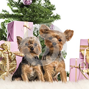 Two Yorkshire Terriers sitting