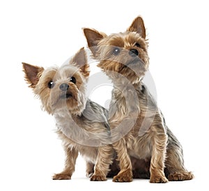 Two Yorkshire Terriers sitting and looking away