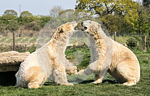 Two Polar bears play fighting photo