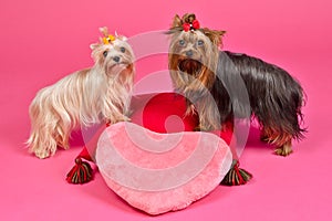 Two Yorky dogs with Valentines pink heart