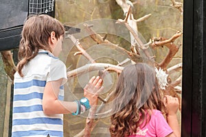 two young adorable kids - boy and girl - having fun in zoo, animal park