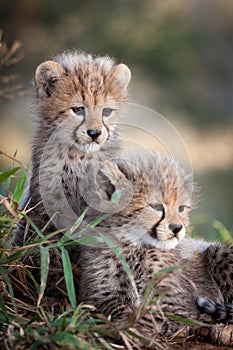 Two young African Cheetah cubs South Africa