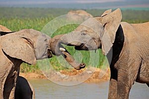 African elephants play fighting - South Africa