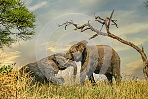 Two young african elephants playing beneath tree against dramatic sky
