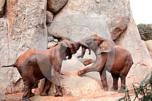 Two young African forest elephants playing at the zoo