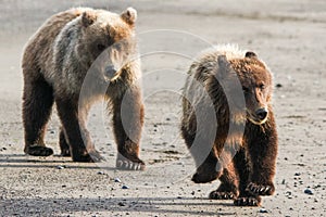 Two Young Alaska Brown Grizzly Bear Running on Beach
