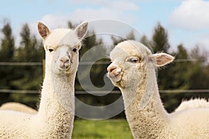 Two young alpacas on the farm photo