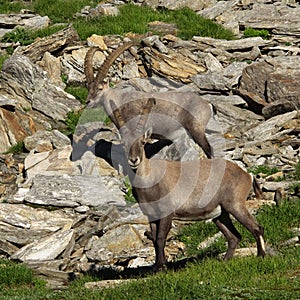 Two young alpine ibex