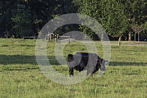 Two young Angus bulls in green field