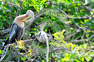 Two young Anhinga birds in wetland