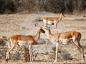 Two young antelope standing next to each other and touching their heads against the background of the savannah in the Massai Mara