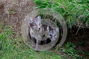 Two young arctic fox cub