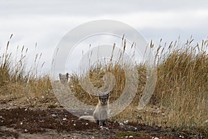 Two young Arctic foxes, Vulpes Lagopus, in fall colours with one hiding behind grass, near their den