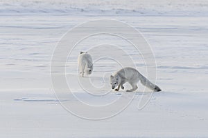 Two young arctic foxes Vulpes Lagopus in wilde tundra. Arctic fox playing