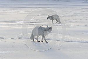 Two young arctic foxes Vulpes Lagopus in wilde tundra. Arctic fox playing