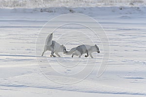 Two young arctic foxes Vulpes Lagopus in wilde tundra. Arctic fox playing