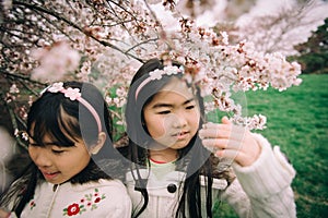 Two young asian girls under cherry blossom tree in spring