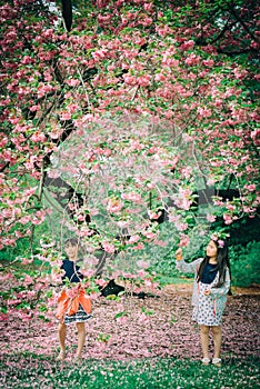 Two young asian girls under magnolia blossom tree in spring