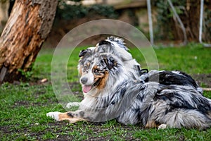 Two young Australian shepherd dog lying on garden grass.