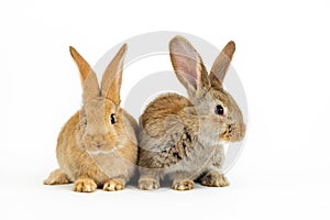 Two young baby Flemish Giant rabbits, natural grey and sandy colour, isolated on white background