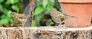 Two young baby Robins sat on a log