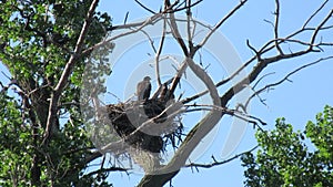 Two Young Bald Eagles in a Nest