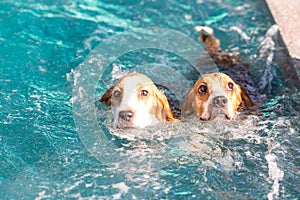 Two young beagle dog playing on the swimming pool - look up