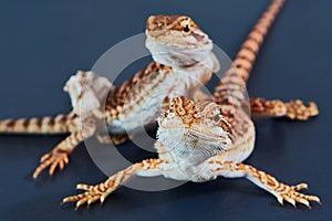 Two young bearded dragons on a leather sofa (Bartagame)