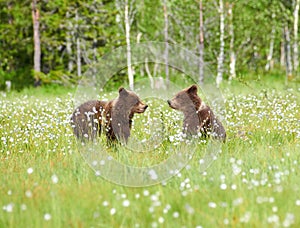 Two young bears in the middle of flowers