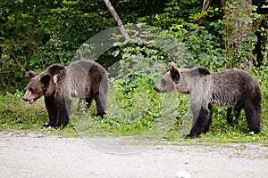 Two young bears on parking near forest.